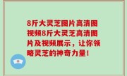 8斤大灵芝图片高清图视频8斤大灵芝高清图片及视频展示，让你领略灵芝的神奇力量！