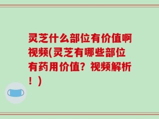 灵芝什么部位有价值啊视频(灵芝有哪些部位有药用价值？视频解析！)