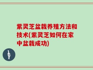 紫灵芝盆栽养殖方法和技术(紫灵芝如何在家中盆栽成功)