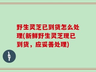 野生灵芝已到货怎么处理(新鲜野生灵芝现已到货，应妥善处理)