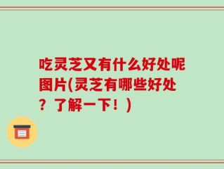 吃灵芝又有什么好处呢图片(灵芝有哪些好处？了解一下！)
