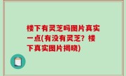 楼下有灵芝吗图片真实一点(有没有灵芝？楼下真实图片揭晓)