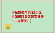 小区翻出肉灵芝(小区内发现珍贵灵芝变异种——肉灵芝！)