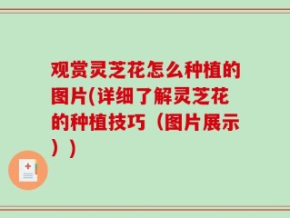观赏灵芝花怎么种植的图片(详细了解灵芝花的种植技巧（图片展示）)