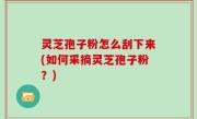 灵芝孢子粉怎么刮下来(如何采摘灵芝孢子粉？)