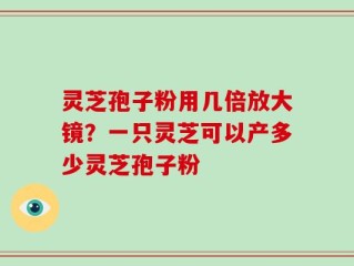 灵芝孢子粉用几倍放大镜？一只灵芝可以产多少灵芝孢子粉