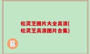 松灵芝图片大全高清(松灵芝高清图片合集)