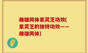 雌雄同体紫灵芝功效(紫灵芝的独特功效——雌雄同体)