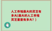 人工养殖最大的灵芝有多大(最大的人工养殖灵芝重量有多大？)