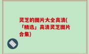 灵芝的图片大全高清(「精选」高清灵芝图片合集)