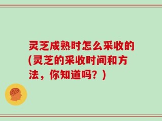 灵芝成熟时怎么采收的(灵芝的采收时间和方法，你知道吗？)