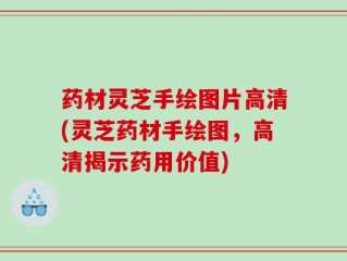 药材灵芝手绘图片高清(灵芝药材手绘图，高清揭示药用价值)