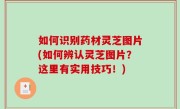 如何识别药材灵芝图片(如何辨认灵芝图片？这里有实用技巧！)