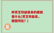 种灵芝效益很高的原因是什么(灵芝效益高，原因何在？)