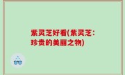 紫灵芝好看(紫灵芝：珍贵的美丽之物)