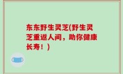 东东野生灵芝(野生灵芝重返人间，助你健康长寿！)
