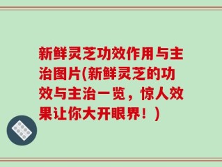 新鲜灵芝功效作用与主治图片(新鲜灵芝的功效与主治一览，惊人效果让你大开眼界！)