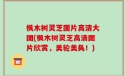 枫木树灵芝图片高清大图(枫木树灵芝高清图片欣赏，美轮美奂！)