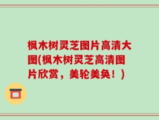 枫木树灵芝图片高清大图(枫木树灵芝高清图片欣赏，美轮美奂！)