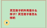 灵芝孢子的外壳是什么样子？灵芝孢子是怎么样的
