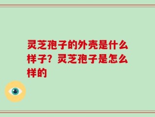 灵芝孢子的外壳是什么样子？灵芝孢子是怎么样的