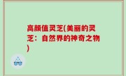 高颜值灵芝(美丽的灵芝：自然界的神奇之物)