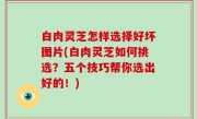 白肉灵芝怎样选择好坏图片(白肉灵芝如何挑选？五个技巧帮你选出好的！)