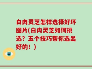 白肉灵芝怎样选择好坏图片(白肉灵芝如何挑选？五个技巧帮你选出好的！)
