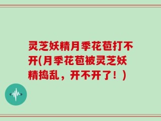 灵芝妖精月季花苞打不开(月季花苞被灵芝妖精捣乱，开不开了！)