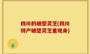 四川的破壁灵芝(四川特产破壁灵芝重现身)