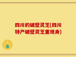 四川的破壁灵芝(四川特产破壁灵芝重现身)