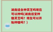 湖南适合种灵芝吗现在可以种吗(湖南适宜种植灵芝吗？现在可以开始种植吗？)