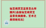 仙芝阁灵芝盆景怎么样图片(品鉴仙芝阁灵芝盆景完美图像，艺术之美惊艳无比)