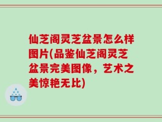 仙芝阁灵芝盆景怎么样图片(品鉴仙芝阁灵芝盆景完美图像，艺术之美惊艳无比)