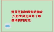 野灵芝都被哪些动物吃了(野生灵芝成为了哪些动物的美食)