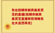 东北抚顺市新宾县卖灵芝的直播(抚顺市新宾县灵芝直播带你领略东北大自然风光)