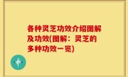 各种灵芝功效介绍图解及功效(图解：灵芝的多种功效一览)