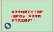 大便中的灵芝孢子图片(图片显示：大便中找到了灵芝孢子？！