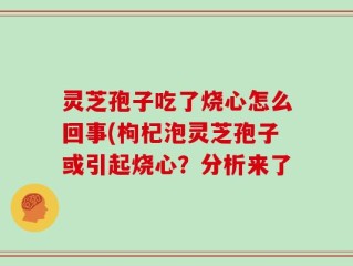 灵芝孢子吃了烧心怎么回事(枸杞泡灵芝孢子或引起烧心？分析来了