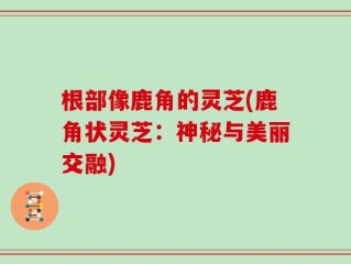 根部像鹿角的灵芝(鹿角状灵芝：神秘与美丽交融)
