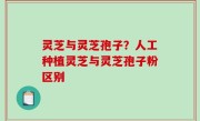 灵芝与灵芝孢子？人工种植灵芝与灵芝孢子粉区别