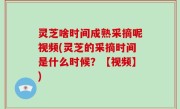 灵芝啥时间成熟采摘呢视频(灵芝的采摘时间是什么时候？【视频】)