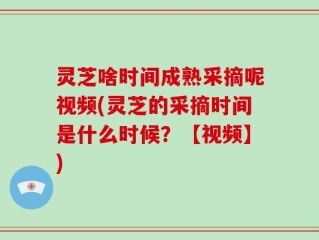 灵芝啥时间成熟采摘呢视频(灵芝的采摘时间是什么时候？【视频】)
