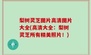 梨树灵芝图片高清图片大全(高清大全：梨树灵芝所有精美照片！)