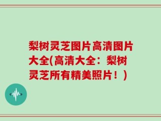 梨树灵芝图片高清图片大全(高清大全：梨树灵芝所有精美照片！)