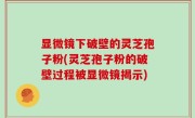 显微镜下破壁的灵芝孢子粉(灵芝孢子粉的破壁过程被显微镜揭示)