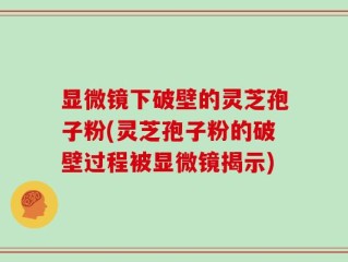 显微镜下破壁的灵芝孢子粉(灵芝孢子粉的破壁过程被显微镜揭示)