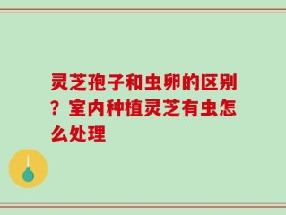 灵芝孢子和虫卵的区别？室内种植灵芝有虫怎么处理