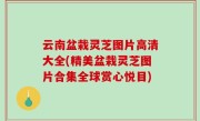 云南盆栽灵芝图片高清大全(精美盆栽灵芝图片合集全球赏心悦目)