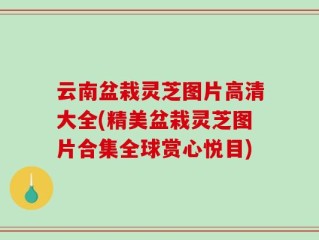 云南盆栽灵芝图片高清大全(精美盆栽灵芝图片合集全球赏心悦目)